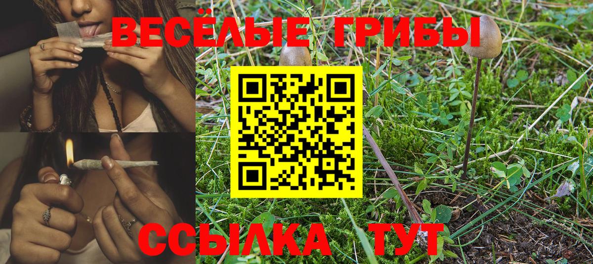 хочу наркоту  Вход с VPN  Тула  Галлюциногенные грибы Psilocybine cubensis 